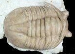 Uncommon Asaphus bottnicus Trilobite - Russia #46014-3